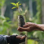 Pura Vida Bracelet ~ One Tree Planted